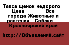 Такса щенок недорого › Цена ­ 15 000 - Все города Животные и растения » Собаки   . Красноярский край